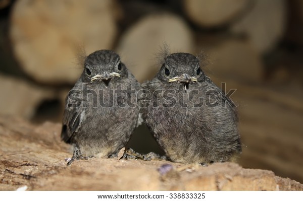 Two Gray Chicks Huddled Together Garage Stock Photo Edit Now