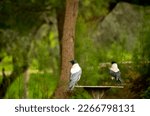Two gray crows on the background of forest thickets