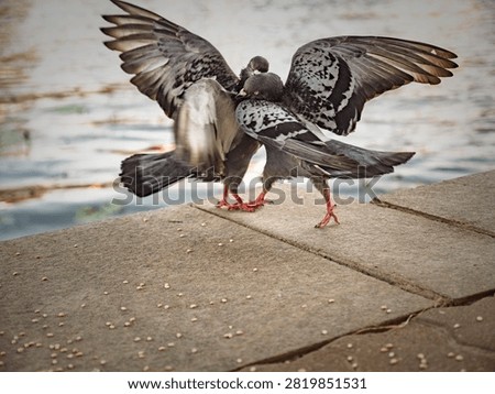 Two gray pigeons with spread wings fighting for grain on a stone walkway near the water. Dynamic action shot of urban birds.