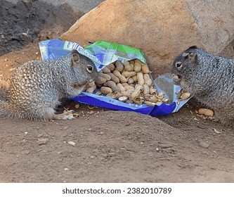 Two gray squirrels eating peanuts from a bag left by a camper.
