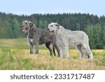 Two gray and white Irish wolfhounds standing in the middle of an autumn field