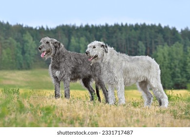 Two gray and white Irish wolfhounds standing in the middle of an autumn field - Shutterstock ID 2331717487
