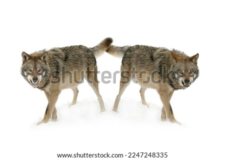 two gray wolf with a grin is isolated on a white background.