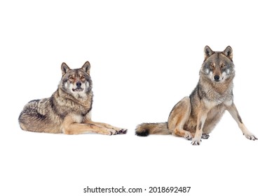  Two Gray Wolf  Isolated On White Background