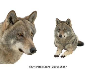 Two Gray Wolf Portrait Isolated On White Background