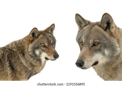 Two Gray Wolf Portrait Isolated On White Background