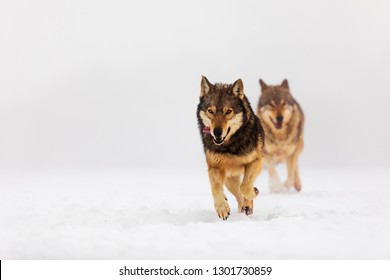 Two Gray Wolves (Canis Lupus)is Running In The Snowy Scenery At A Fog