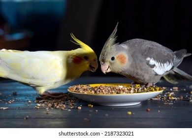 603 Cockatiel feeding Images, Stock Photos & Vectors | Shutterstock