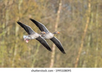 Two graylag geese (Anser anser) in flight with blurred trees in the background