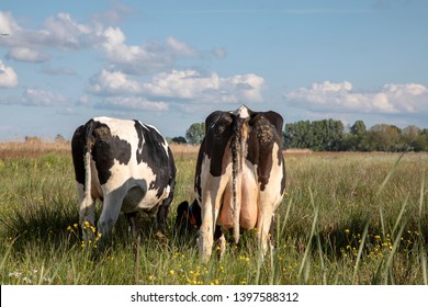 Two grazing black and white cows, viewed from behind, standing in high grass and manure on their buttocks, clouds in the sky, yellow flowers on the foreground.