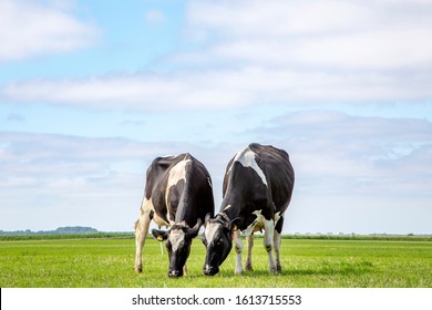 Two grazing black and white cows, their heads side by side in the grass in a pasture under a blue sky and a faraway straight horizon.