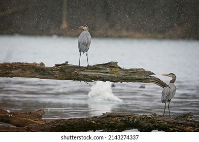 Two Great Blue Heron wondering why there is a snow flurry and Ice float in springtime.  Beaver Island State Park. Grand Island, New York, USA, April 1st, 2022