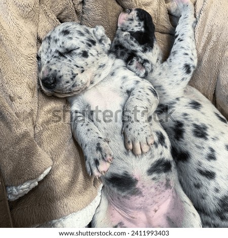 Two Great Dane pups, white-gray coats with black spots, lay sprawled on a blanket. Bellies up, paws twitching, peacefully dreaming