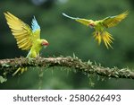 Two Great Green Macaws or Grand Military Macaws (Ara ambiguus) flying and landing on a branch, Costa Rica