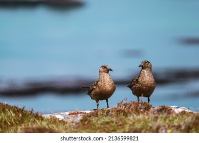 Two great skuas (Stercorarius skua)  sitting together, Treshnish Isles, Scotland