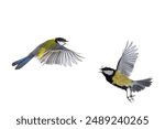 two great tit in flight isolated on white background