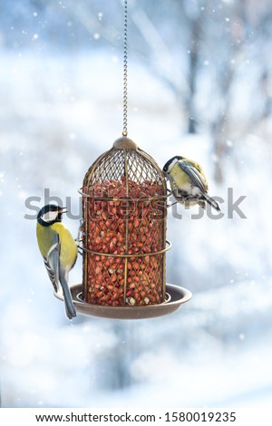 Two great tits eat food from a hanging feeder on a snowy winter day. Help the birds survive in the winter. Feeder with raw peanuts.