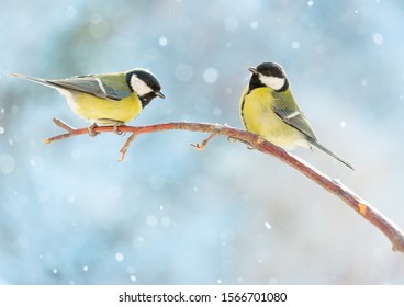 Two great tits on a branch on a sunny winter snowy day. Birds in winter are sitting on a branch. New Year card.