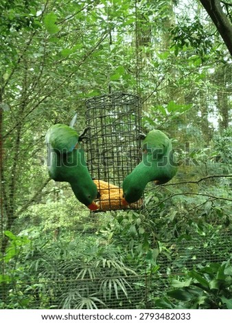 Two greem parrot hanging upside down while eating some corns in Indonesia