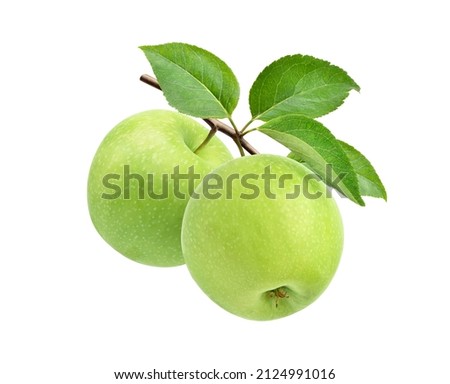 Two green apples on branch isolated on white background.