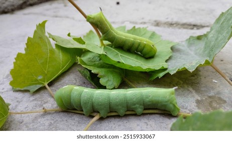 Two green caterpillars on grape leaves in the garden. - Powered by Shutterstock