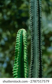  Two green column cacti with sharp thorns growing side by side against a lush blurry green background.