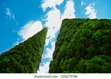 Two green cypress trees under blue sky. Evergreen cypress pyramidal shape. Cypress in nature. - Shutterstock ID 1206273784