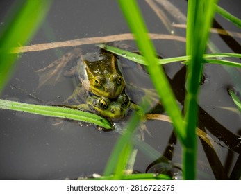 Two green frogs floating at the surface of a pond surrounded by reeds