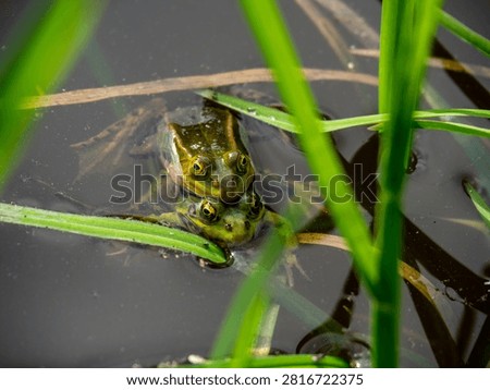 Two green frogs floating at the surface of a pond surrounded by reeds