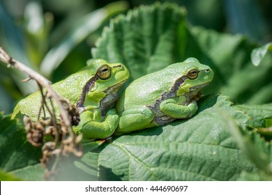 Two green frogs on a leaf - Shutterstock ID 444690697