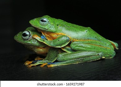 Two Green Frogs Are Resting.