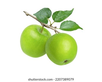 Two green granny smith apples hang on branch with green leaves isolated on white background. - Powered by Shutterstock