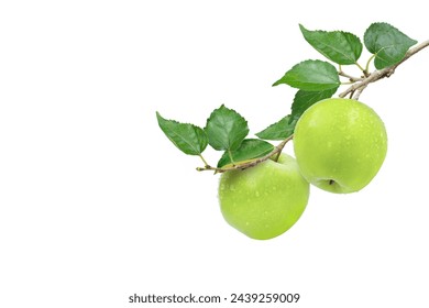 Two green granny smith apples with water drops hang on branch with green leaves isolated on white background. - Powered by Shutterstock