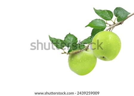 Two green granny smith apples with water drops hang on branch with green leaves isolated on white background.