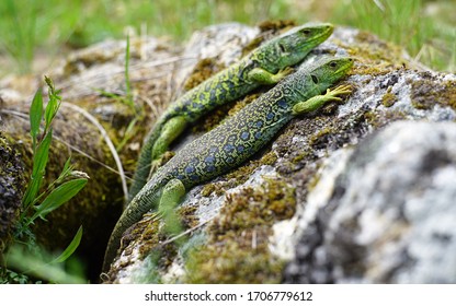 Two Green Lizards On A Stone.