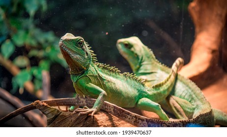 Two Green Lizards In A Vivarium