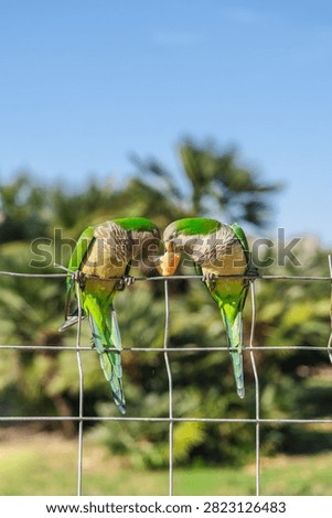 Two green monk parakeets sharing bread while perched on metal fence in sunny Barcelona park, colorful tropical urban birds.