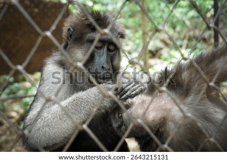 Two Green monkey (Chlorocebus sabaeus) playing in iron cage at the zoo in Thailand. Blurred cage for foreground.