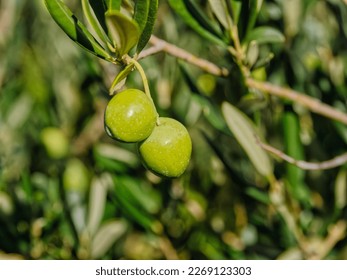 Two green olives on a branch of a tree on beautiful autumn sunny day. - Shutterstock ID 2269123303