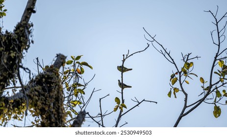 Two green parrots perched on a bare branch against a clear blue sky, surrounded by a few green leaves. - Powered by Shutterstock