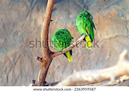 Two green parrots synchronously brush the feathers on their backs