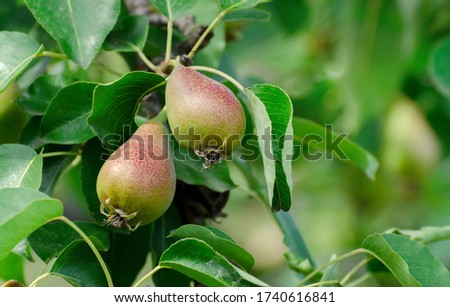 Image, Stock Photo Hello Autumn Pear Fruit