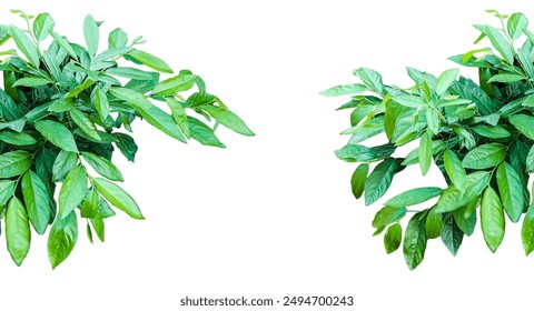 two green plants on a transparent  background, a picture of a plant with green leaves and a png  background,