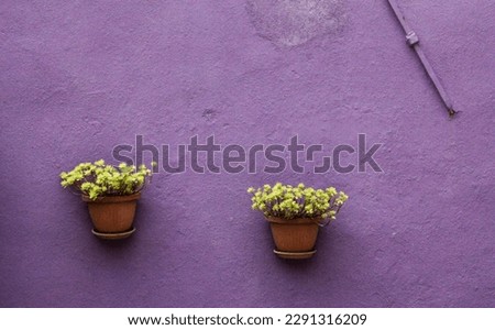 Two Green Potted Plants on Solid Purple Wall in Colorful Burano, Italy