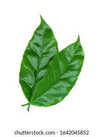 Two Green Robusta Coffee Leaves Isolated Stock Photo 1642045852 ...