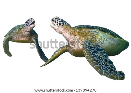 Two green sea turtle sitting isolated on white background