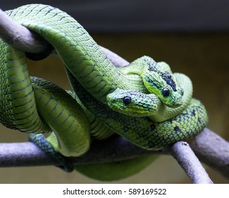 Two Green Snakes On A Tree Branch