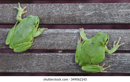 Two green tree frog . Visible from the back, sitting on the planks.