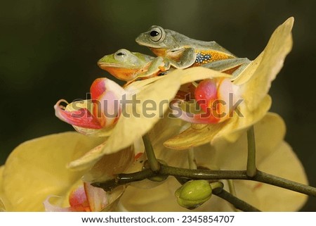 Two green tree frogs are hunting for prey in a collection of wild moth orchids. This amphibian has the scientific name Rhacophorus reinwardtii.
