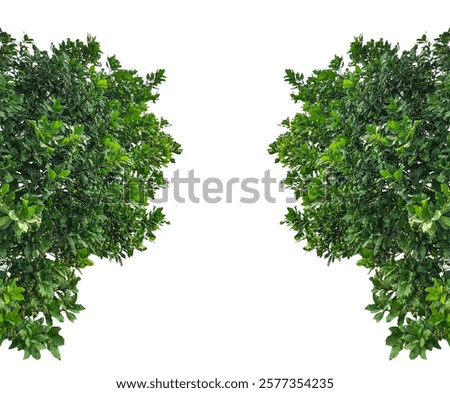 two green trees leaf frame on a transparent background, Green Bush Frame, green leaves isolated